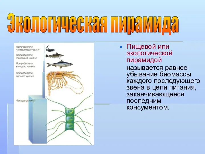 Пищевой или экологической пирамидой называется равное убывание биомассы каждого последующего звена