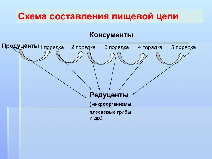 Продуценты 1 порядка 2 порядка 3 порядка 4 порядка 5 порядка