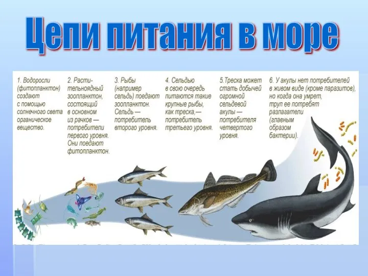 Цепи питания в море