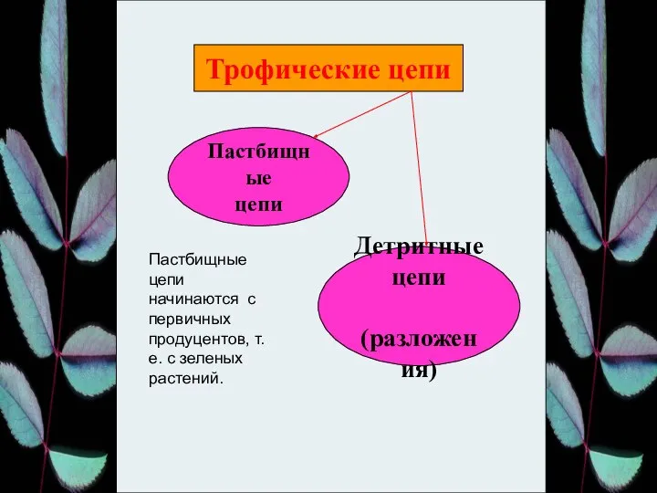 Трофические цепи Пастбищные цепи Детритные цепи (разложения) Пастбищные цепи начинаются с