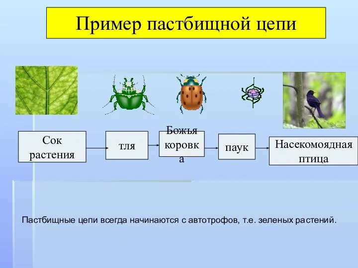 Сок растения тля Божья коровка паук Насекомоядная птица Пример пастбищной цепи