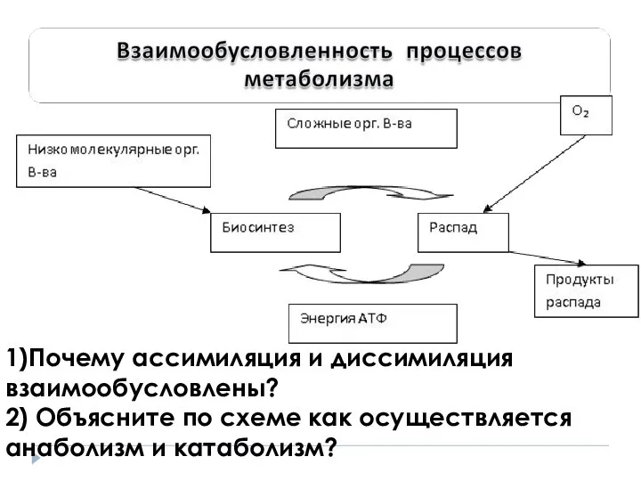 1)Почему ассимиляция и диссимиляция взаимообусловлены? 2) Объясните по схеме как осуществляется анаболизм и катаболизм?