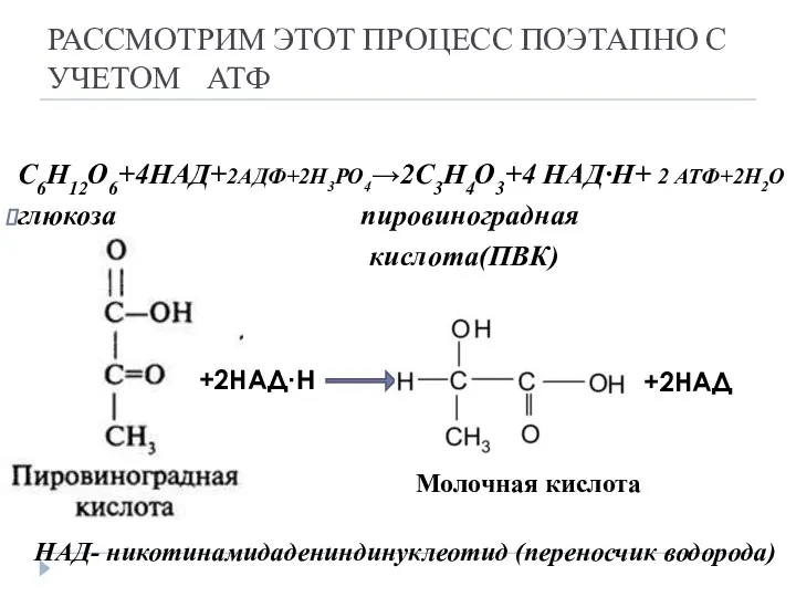 РАССМОТРИМ ЭТОТ ПРОЦЕСС ПОЭТАПНО С УЧЕТОМ АТФ С6Н12О6+4НАД+2АДФ+2Н3РО4→2С3Н4О3+4 НАД·Н+ 2 АТФ+2Н2О