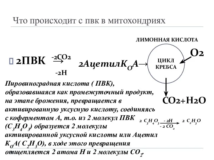 Что происходит с пвк в митохондриях 2ПВК → -2СО2 -2Н 2АцетилКОА→