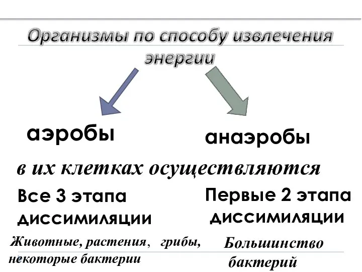 аэробы анаэробы в их клетках осуществляются Все 3 этапа диссимиляции Первые