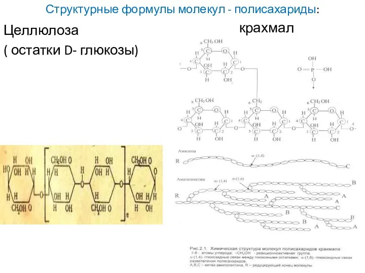 Структурные формулы молекул - полисахариды: Целлюлоза ( остатки D- глюкозы) крахмал