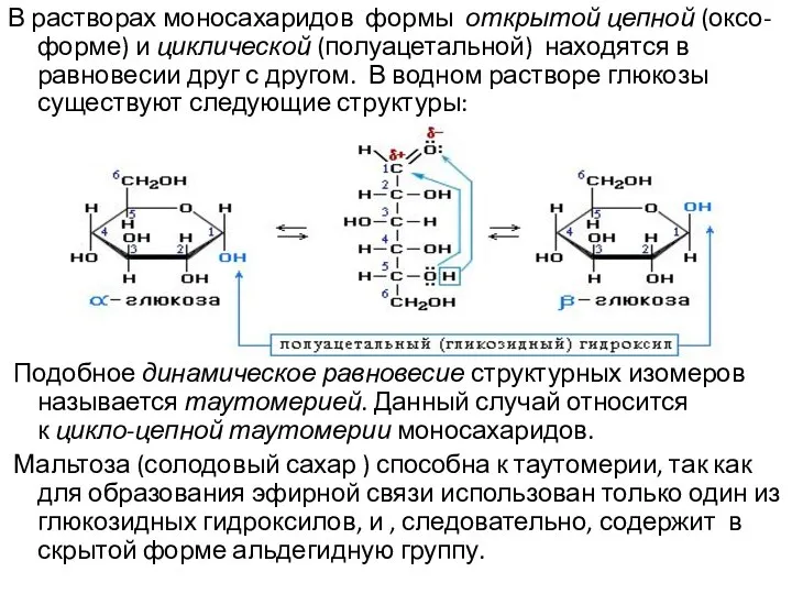 В растворах моносахаридов формы открытой цепной (оксо-форме) и циклической (полуацетальной) находятся