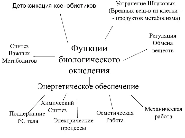 Детоксикация ксенобиотиков Регуляция Обмена веществ Устранение Шлаковых (Вредных вещ-в из клетки