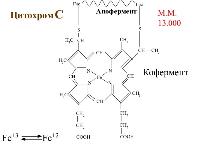 Цитохром С М.М. 13.000