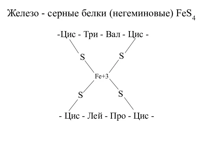 Железо - серные белки (негеминовые) FeS4