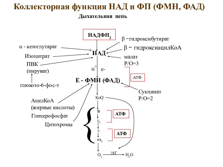 Коллекторная функция НАД и ФП (ФМН, ФАД) О2 Н2О Дыхательная цепь