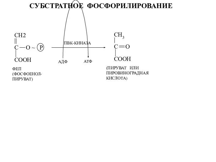 СУБСТРАТНОЕ ФОСФОРИЛИРОВАНИЕ