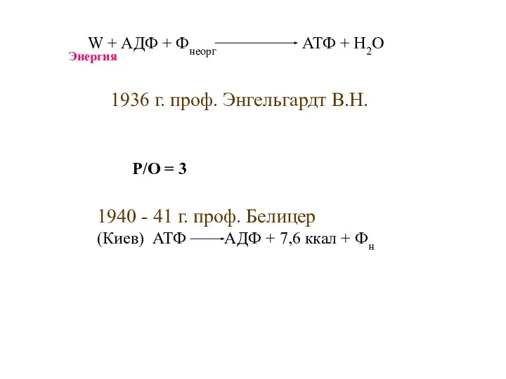 W + АДФ + Фнеорг АТФ + Н2О 1936 г. проф.