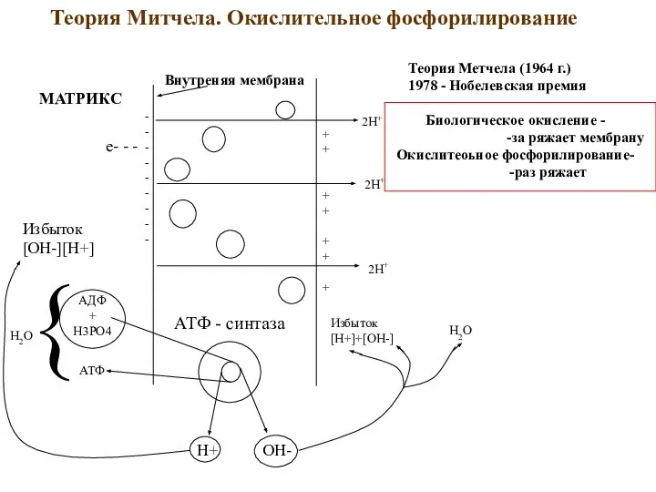 Теория Метчела (1964 г.) 1978 - Нобелевская премия АТФ - синтаза