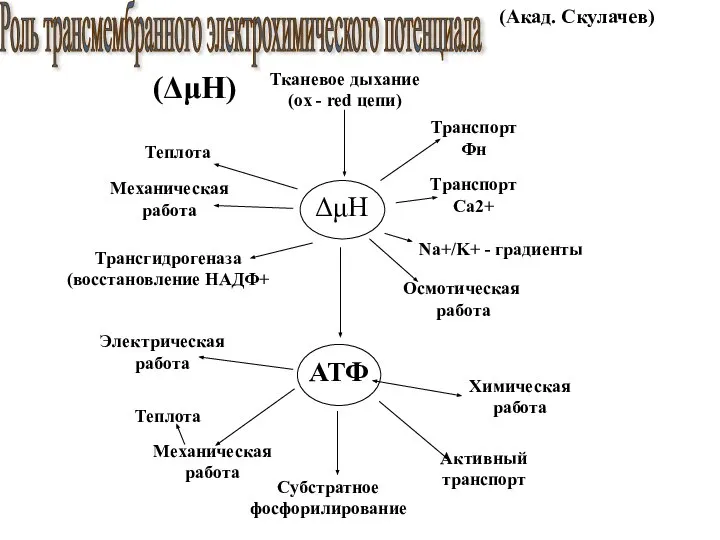 Тканевое дыхание (ox - red цепи) Роль трансмембранного электрохимического потенциала (ΔμH) (Акад. Скулачев)