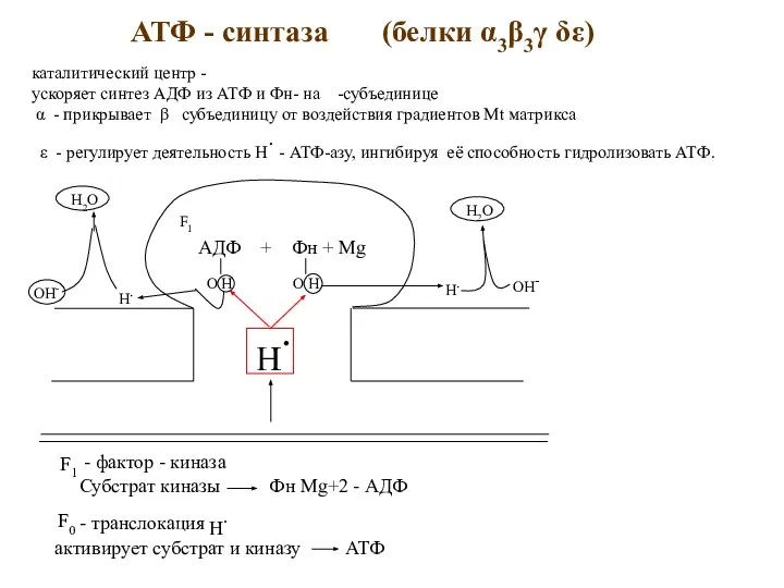 АТФ - синтаза (белки α3β3γ δε) каталитический центр - ускоряет синтез