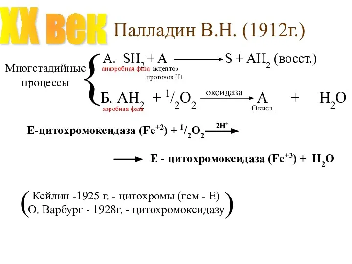 Палладин В.Н. (1912г.) XX век Многстадийные процессы { анаэробная фаза аэробная фаза акцептор протонов Н+