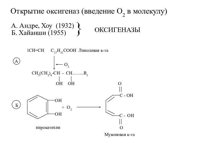 Открытие оксигеназ (введение О2 в молекулу) }