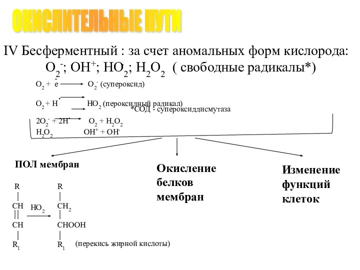 ПОЛ мембран Окисление белков мембран Изменение функций клеток ОКИСЛИТЕЛЬНЫЕ ПУТИ