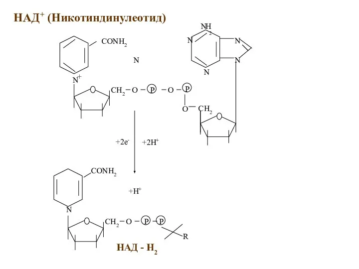 НАД+ (Никотиндинулеотид) +2e- +2H+