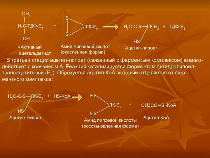 В третьей стадии ацетил-липоат (связанный с ферментым комплексом) взаимо- действует с