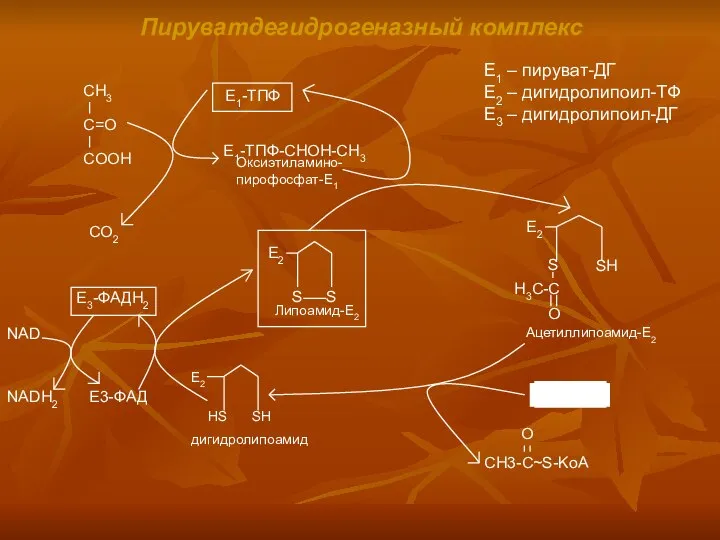 Пируватдегидрогеназный комплекс СО2 Е3-ФАД NAD NADH2 Е1 – пируват-ДГ Е2 – дигидролипоил-ТФ Е3 – дигидролипоил-ДГ