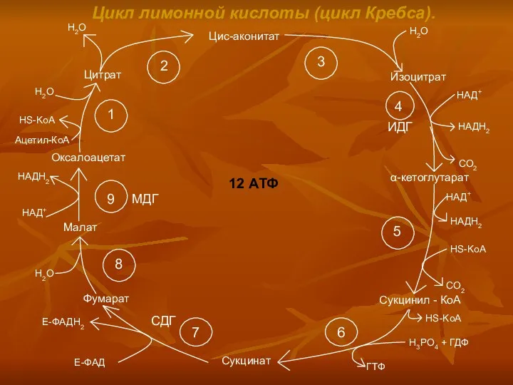 Цикл лимонной кислоты (цикл Кребса). Цис-аконитат Изоцитрат α-кетоглутарат Сукцинил - КоА