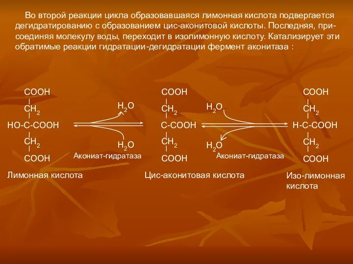 Во второй реакции цикла образовавшаяся лимонная кислота подвергается дегидратированию с образованием