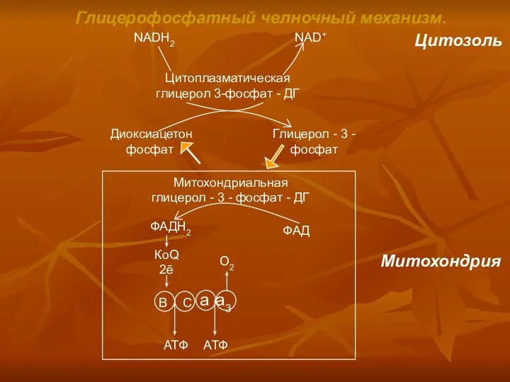 Глицерофосфатный челночный механизм. NADH2 NAD+ Цитозоль Цитоплазматическая глицерол 3-фосфат - ДГ