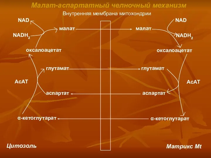 Внутренняя мембрана митохондрии Цитозоль Матрикс Mt малат малат оксалоацетат оксалоацетат NAD