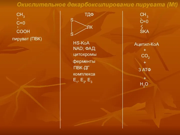 Окислительное декарбоксилирование пирувата (Mt) пируват (ПВК) ТДФ