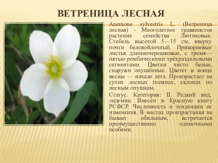 ВЕТРЕНИЦА ЛЕСНАЯ Anemone sylvestris L. (Ветреница лесная) - Многолетнее травянистое растение