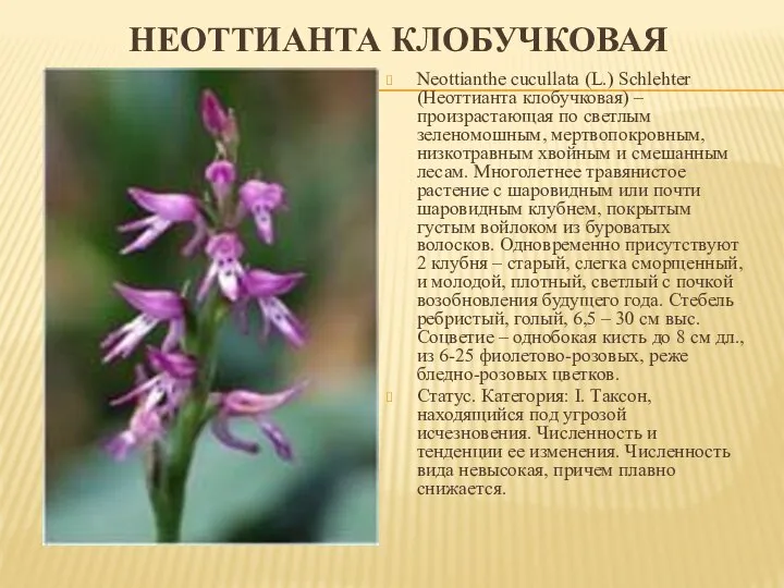 НЕОТТИАНТА КЛОБУЧКОВАЯ Neottianthe cucullata (L.) Schlehter (Неоттианта клобучковая) – произрастающая по