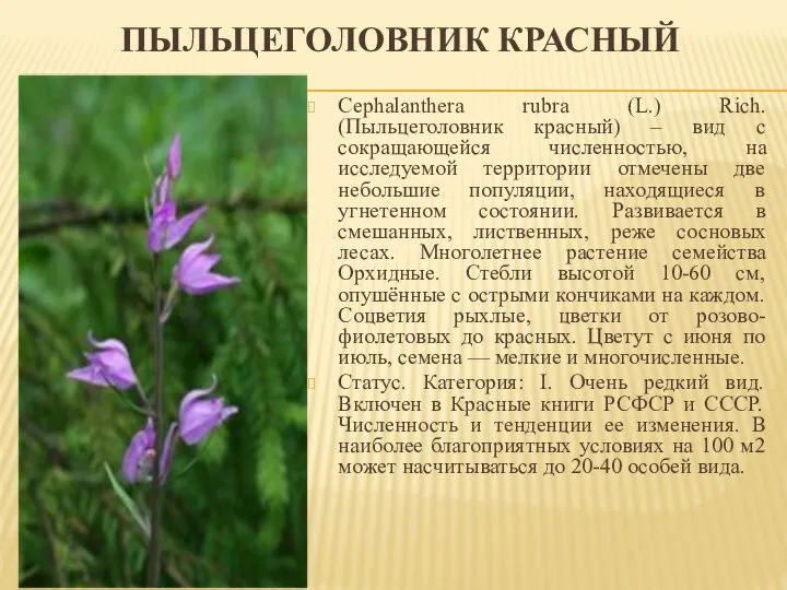 ПЫЛЬЦЕГОЛОВНИК КРАСНЫЙ Cephalanthera rubra (L.) Rich. (Пыльцеголовник красный) – вид с