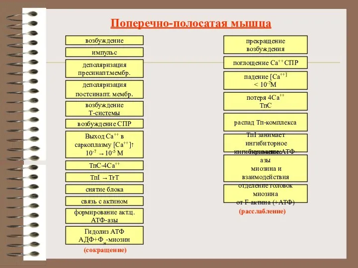 Поперечно-полосатая мышца возбуждение импульс деполяризация пресинапт.мембр. деполяризация постсинапт. мембр. возбуждение Т-системы