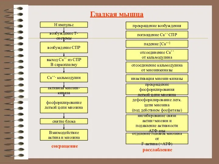 Гладкая мышца Н импульс возбуждение Т-системы возбуждение СПР выход Са++ из