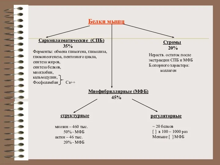 Белки мышц Саркоплазматические (СПБ) 35% Ферменты: обмена гликогена, гликолиза, глюконеогенеза, пентозного