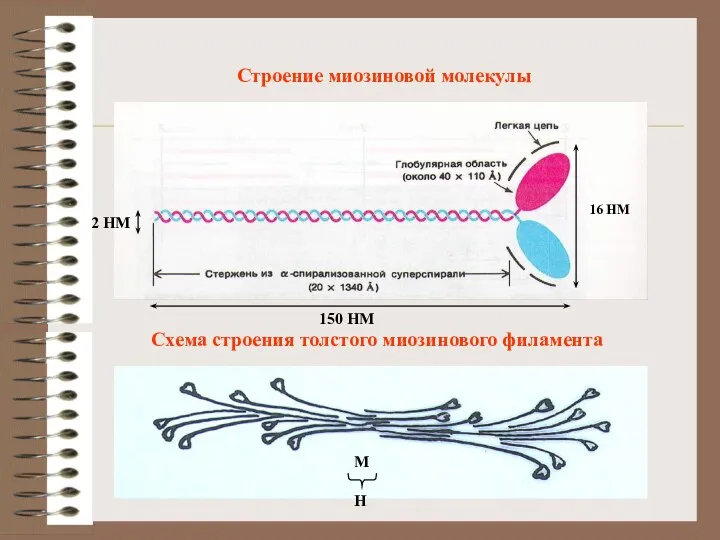 Строение миозиновой молекулы 16 НМ 150 НМ 2 НМ Схема строения толстого миозинового филамента М Н