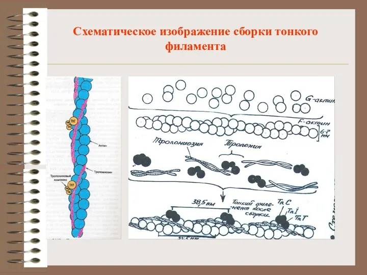 Схематическое изображение сборки тонкого филамента