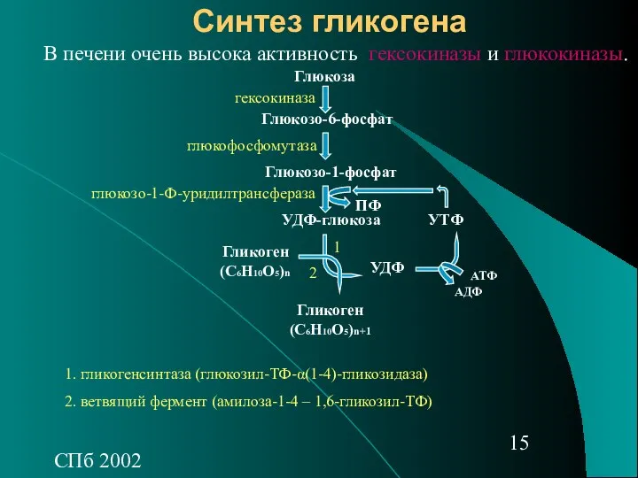 СПб 2002 Синтез гликогена Глюкоза Глюкозо-6-фосфат Глюкозо-1-фосфат УДФ-глюкоза УДФ УТФ Гликоген