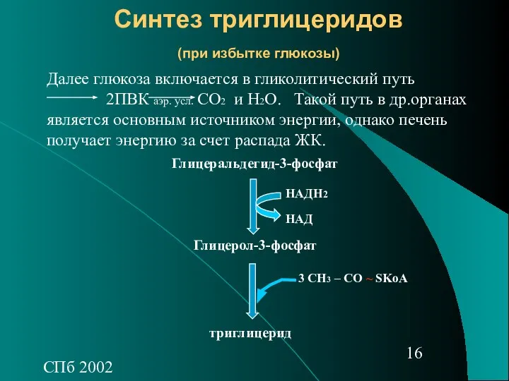 СПб 2002 Синтез триглицеридов (при избытке глюкозы) Далее глюкоза включается в