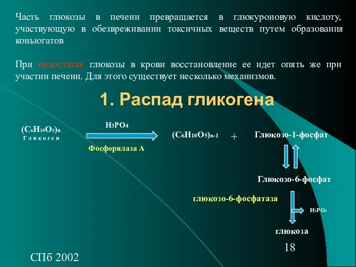 СПб 2002 1. Распад гликогена Часть глюкозы в печени превращается в