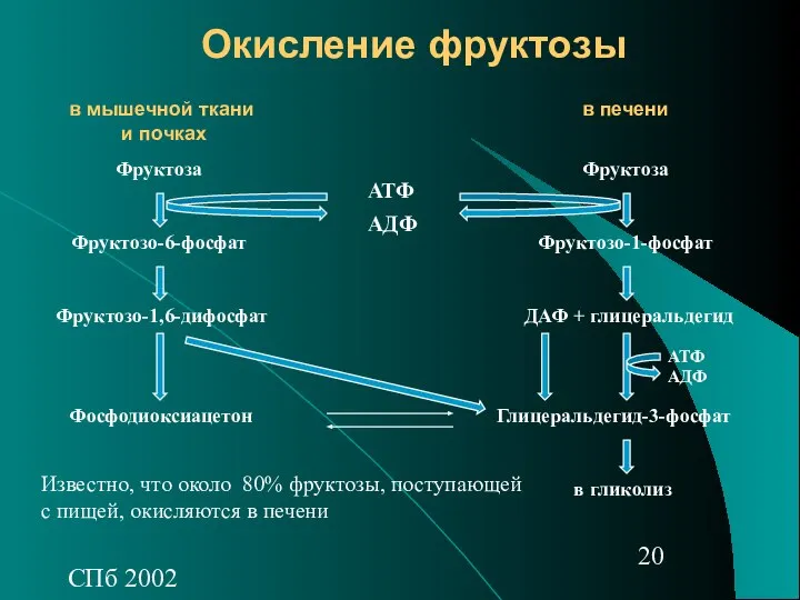 СПб 2002 Окисление фруктозы Фруктоза Фруктозо-6-фосфат Фруктозо-1,6-дифосфат Фруктоза Фруктозо-1-фосфат ДАФ +