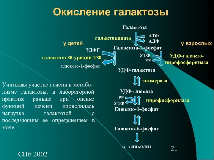 СПб 2002 Окисление галактозы Учитывая участие печени в метабо- лизме галактозы,