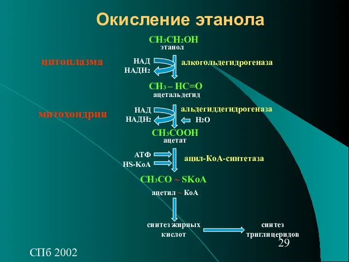 СПб 2002 Окисление этанола СН3СН2ОН СН3 – НС=О СН3СOОH СН3СO ~