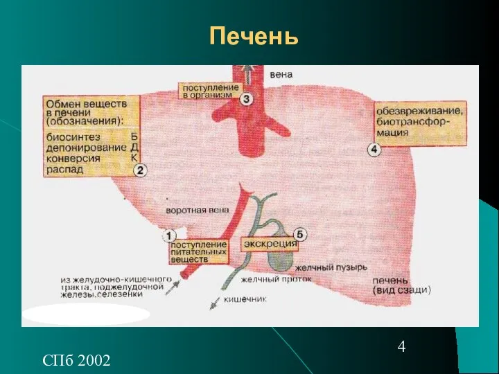 СПб 2002 Печень