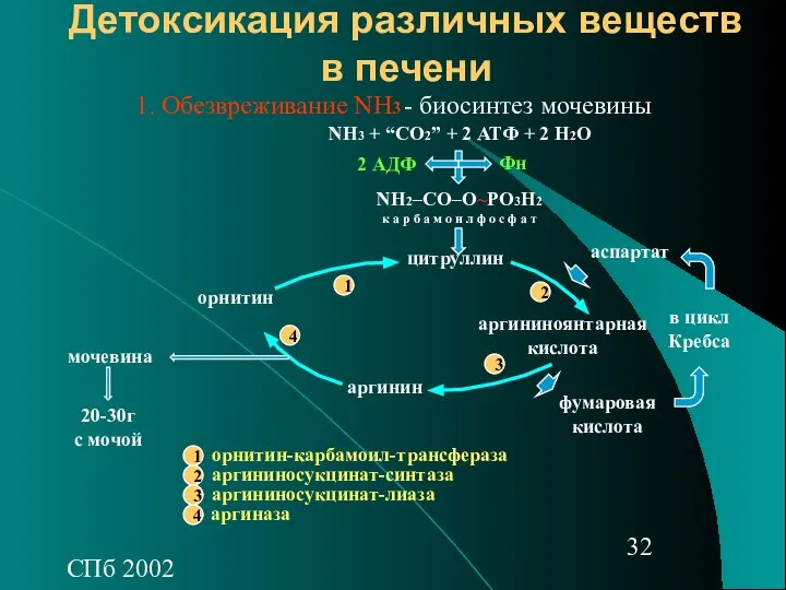 СПб 2002 Детоксикация различных веществ в печени - биосинтез мочевины NH3