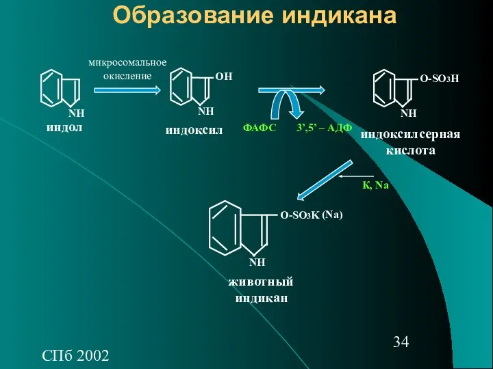 СПб 2002 Образование индикана индоксил индол индоксилсерная кислота NH О-SO3K животный