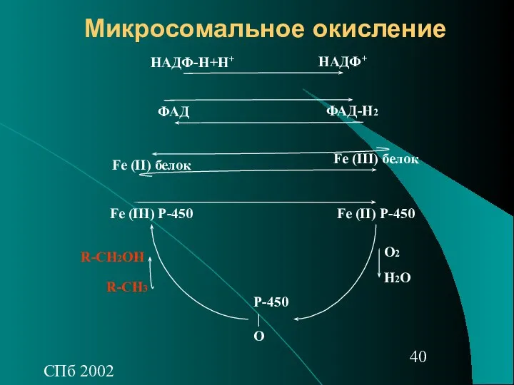 СПб 2002 Микросомальное окисление НАДФ-Н+Н+ НАДФ+ ФАД ФАД-Н2 Fe (II) белок