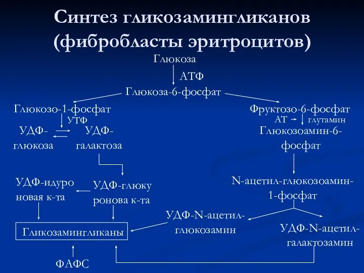 Синтез гликозамингликанов (фибробласты эритроцитов)